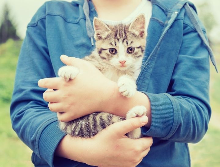 Virtual Kitten Kit
