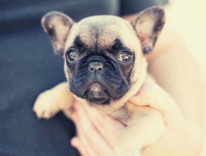 Virtual Puppy Kit