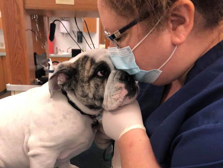 Pet Behavior Counseling