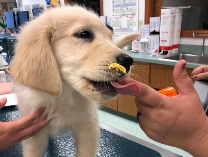 Pet Nutrition